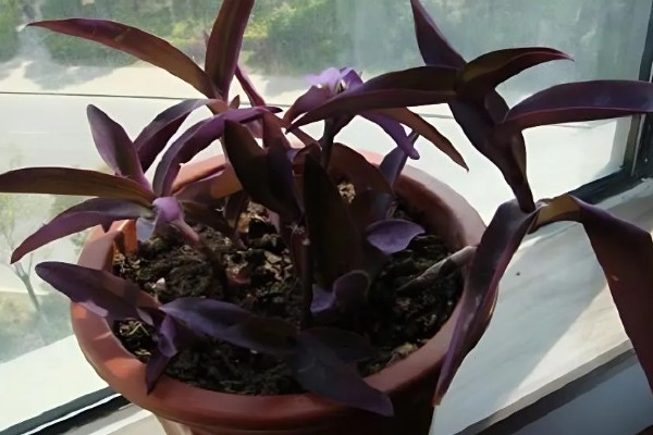 紫鸭跖草怎么养殖，每隔半月个施加一次肥