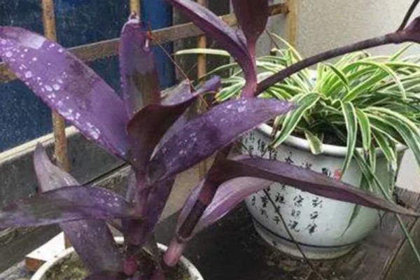 紫鸭跖草怎么养殖，每隔半月个施加一次肥