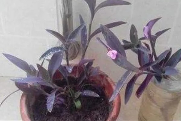 紫鸭跖草怎么养殖，每隔半月个施加一次肥