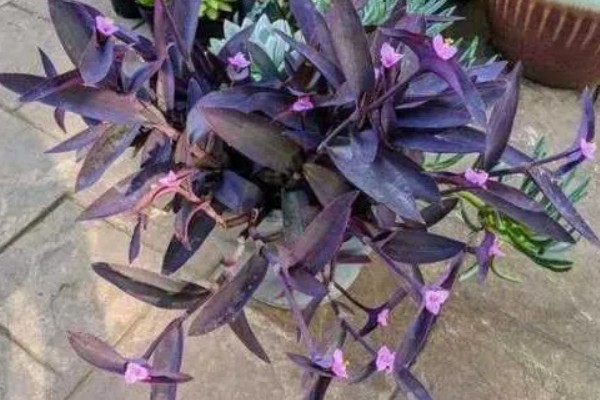 紫鸭跖草怎么养殖，每隔半月个施加一次肥