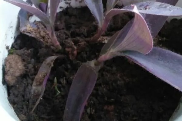 紫鸭跖草怎么养殖，每隔半月个施加一次肥