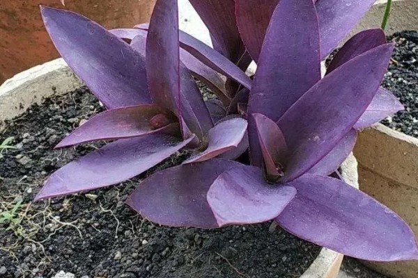 紫鸭跖草怎么养殖，每隔半月个施加一次肥