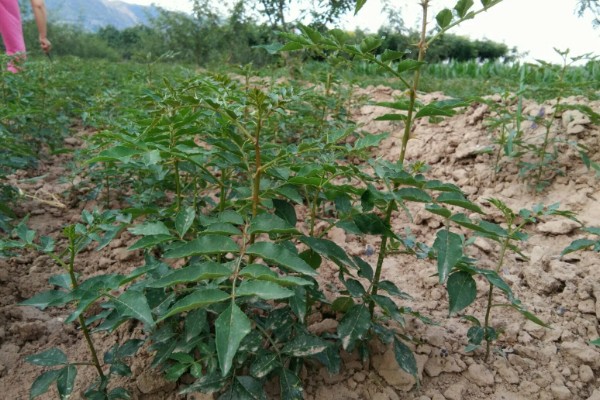 花椒的种植技术，适合在8-9月份种植