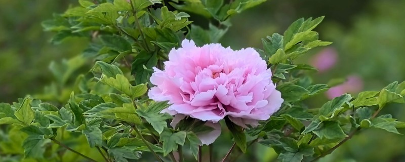 牡丹的花语，秋牡丹寓意生命、期待等