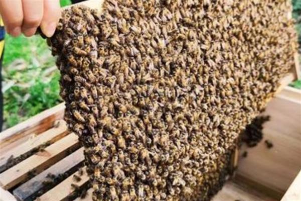 一脾蜂的数量,一脾蜂的数量约2500-3000只