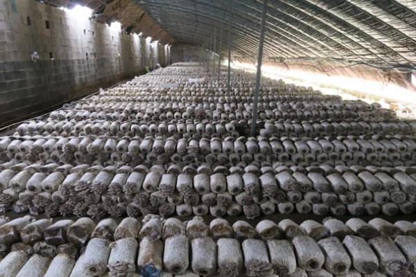 食用菌病虫害的防治方法，首先切断病虫害传播途径