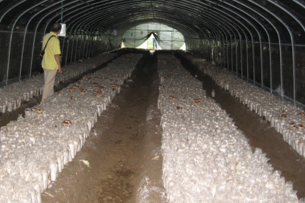食用菌病虫害的防治方法，首先切断病虫害传播途径