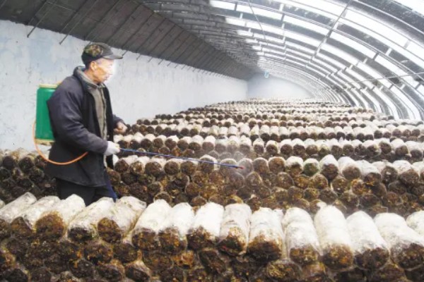 食用菌病虫害的防治方法，首先切断病虫害传播途径