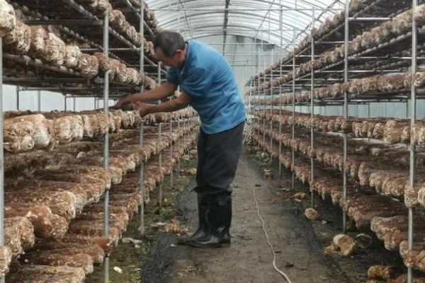 食用菌病虫害的防治方法，首先切断病虫害传播途径