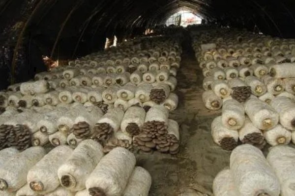 食用菌病虫害的防治方法，首先切断病虫害传播途径