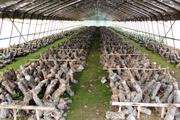 食用菌病虫害的防治方法，首先切断病虫害传播途径