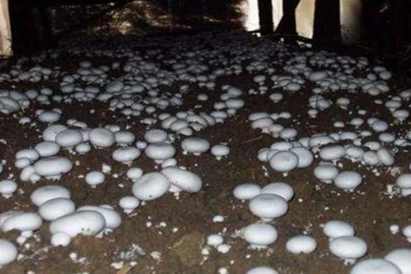 食用菌病虫害的防治方法，首先切断病虫害传播途径