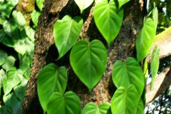 心叶藤的养殖方法，喜欢在半阴的环境中生长