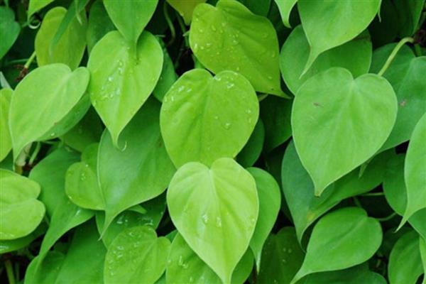 心叶藤的养殖方法，喜欢在半阴的环境中生长