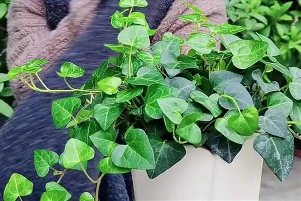 心叶藤的养殖方法，喜欢在半阴的环境中生长