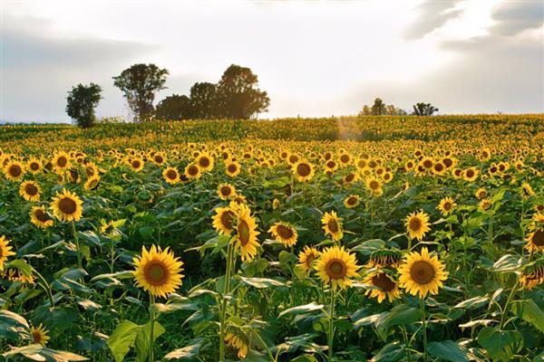 哪些花卉适合送给病人,可选择向日葵、康乃馨、百合花等品种