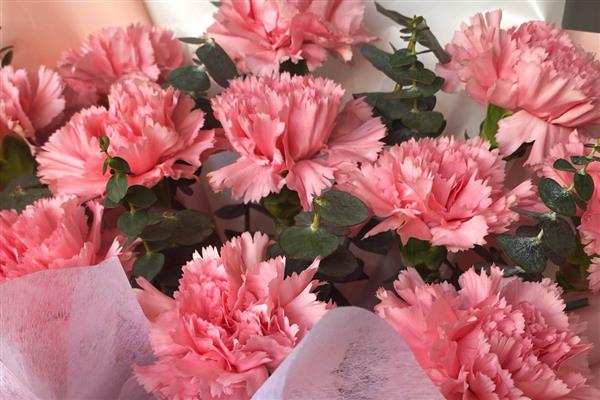 哪些花卉适合送给病人,可选择向日葵、康乃馨、百合花等品种