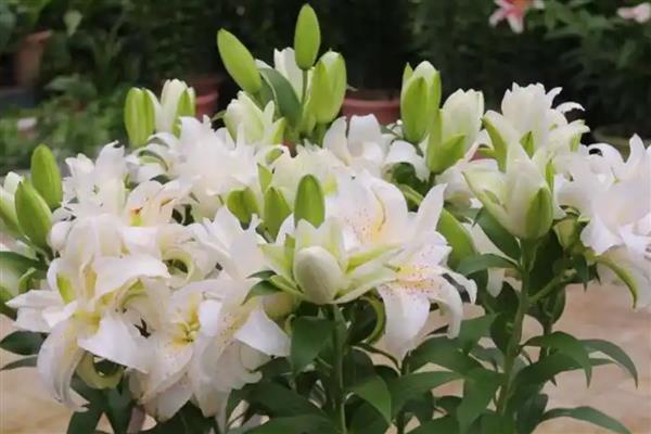 哪些花卉适合送给病人,可选择向日葵、康乃馨、百合花等品种