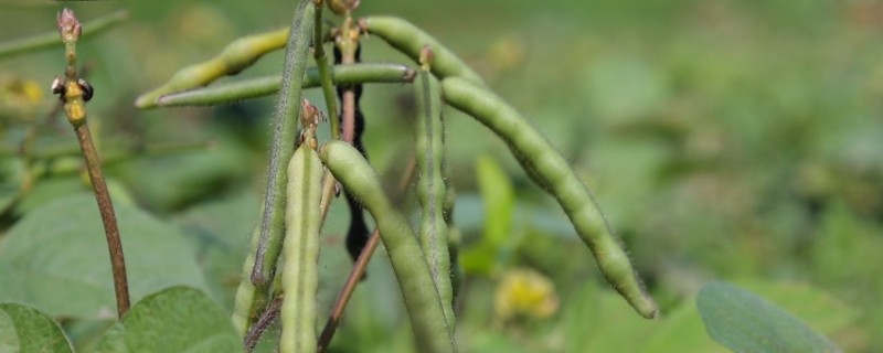 绿豆的种植方法，播种方法以直播为主