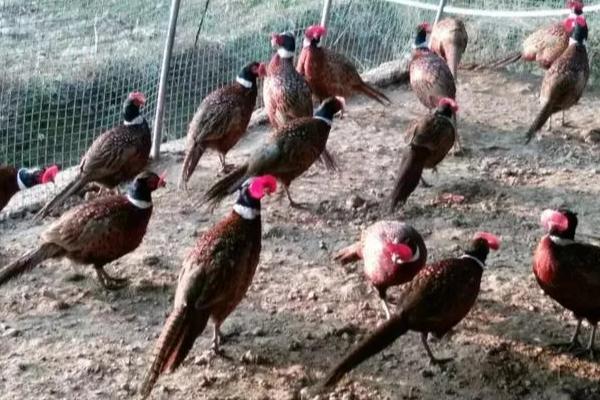 为什么野鸡养不活，因为它对生长环境的要求较高
