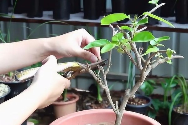三角梅小芽焦干了的原因，可能是浇水过多或强光暴晒所致