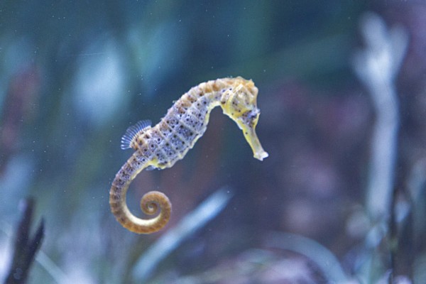 海马雌雄如何快速分辨,可通过个头分辨