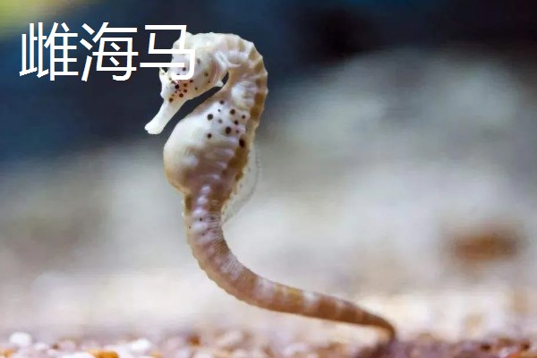 海马雌雄如何快速分辨,可通过个头分辨