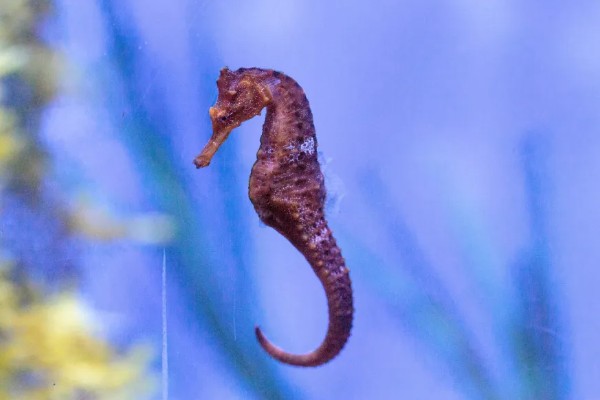 海马雌雄如何快速分辨,可通过个头分辨