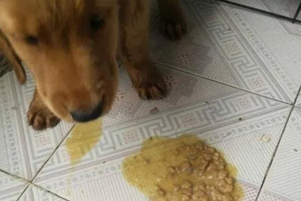 狗狗感冒一直吐怎么处理,应对症治疗