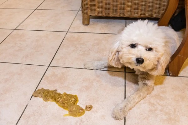 狗狗感冒一直吐怎么处理,应对症治疗