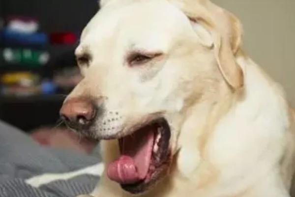 狗狗感冒一直吐怎么处理,应对症治疗