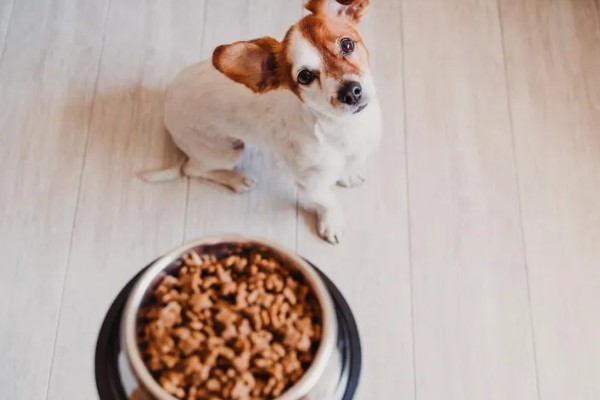 狗狗感冒一直吐怎么处理,应对症治疗