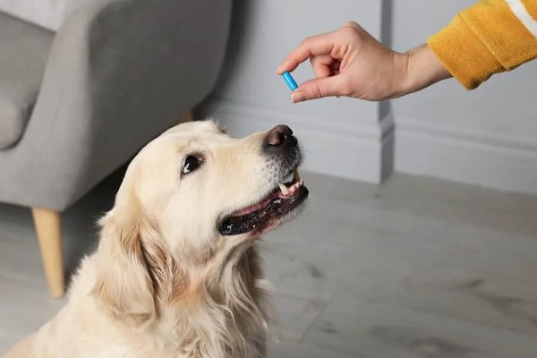 狗狗感冒一直吐怎么处理,应对症治疗