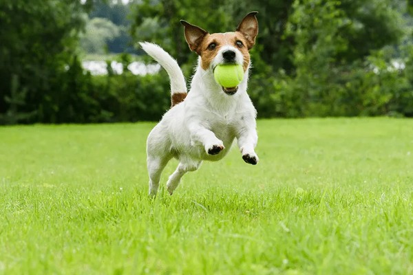 狗狗感冒一直吐怎么处理,应对症治疗