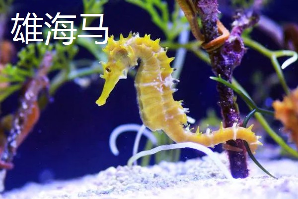 海马雌雄如何快速分辨,可通过个头分辨