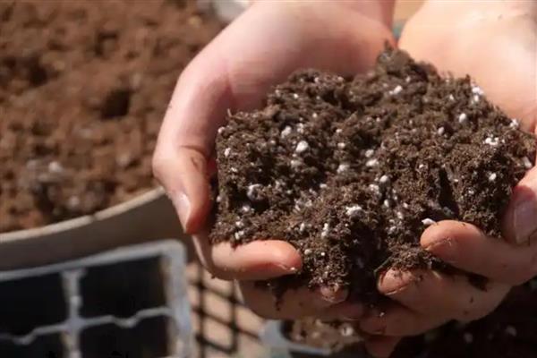 怎么养殖重瓣凤仙花,平时让植株接受全日照