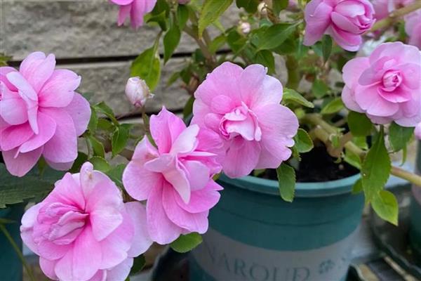 怎么养殖重瓣凤仙花,平时让植株接受全日照