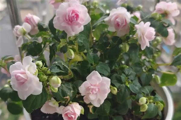 怎么养殖重瓣凤仙花,平时让植株接受全日照