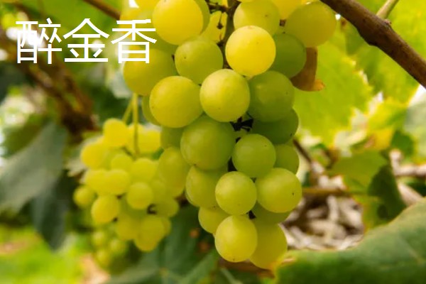 葡萄的种类，常见的有醉金香、珍珠葡萄等