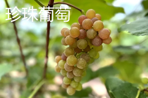 葡萄的种类，常见的有醉金香、珍珠葡萄等