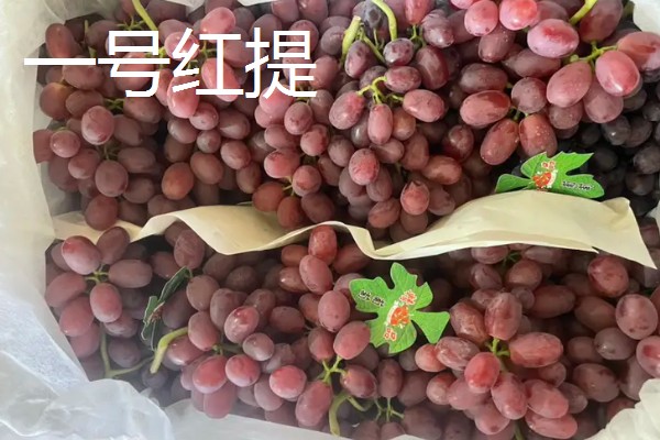 葡萄的种类，常见的有醉金香、珍珠葡萄等