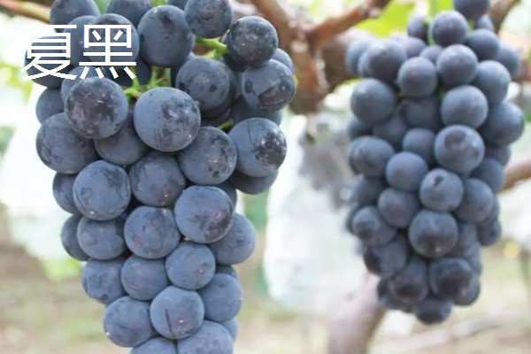 葡萄的种类，常见的有醉金香、珍珠葡萄等
