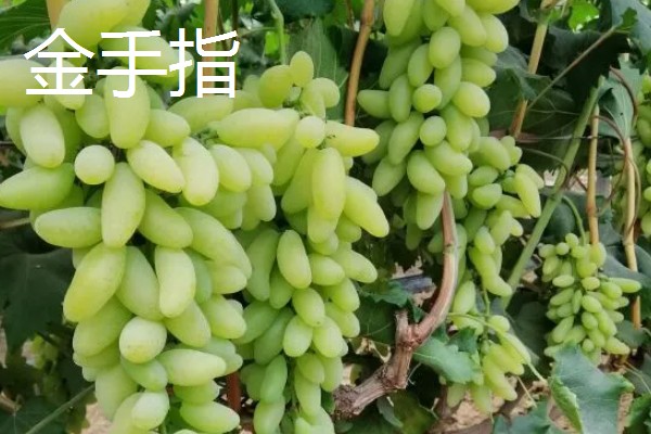 葡萄的种类，常见的有醉金香、珍珠葡萄等