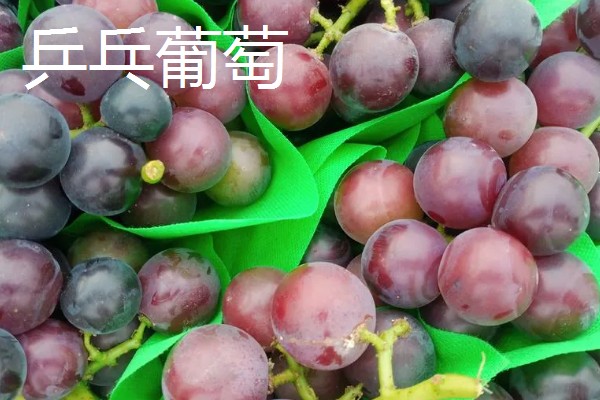 葡萄的种类，常见的有醉金香、珍珠葡萄等