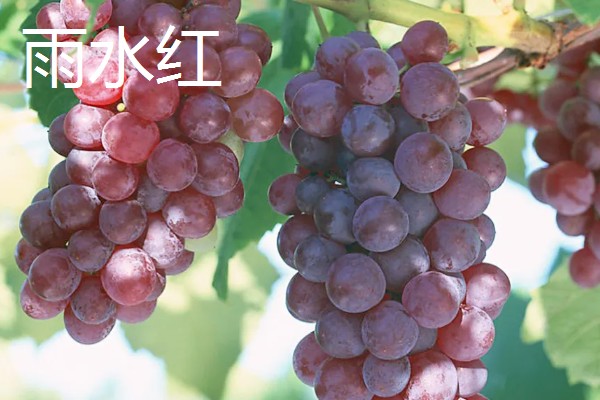 葡萄的种类，常见的有醉金香、珍珠葡萄等