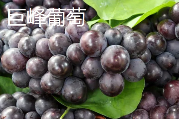 葡萄的种类，常见的有醉金香、珍珠葡萄等