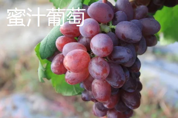葡萄的种类，常见的有醉金香、珍珠葡萄等