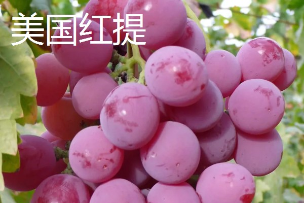 葡萄的种类，常见的有醉金香、珍珠葡萄等