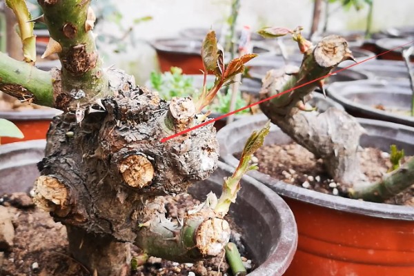 老桩月季的移栽注意事项，可以在冬季进行