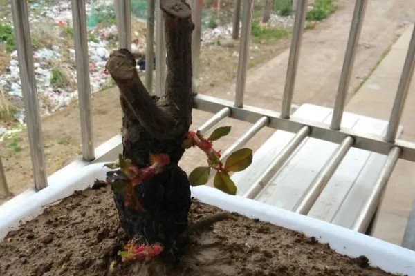 老桩月季的移栽注意事项，可以在冬季进行